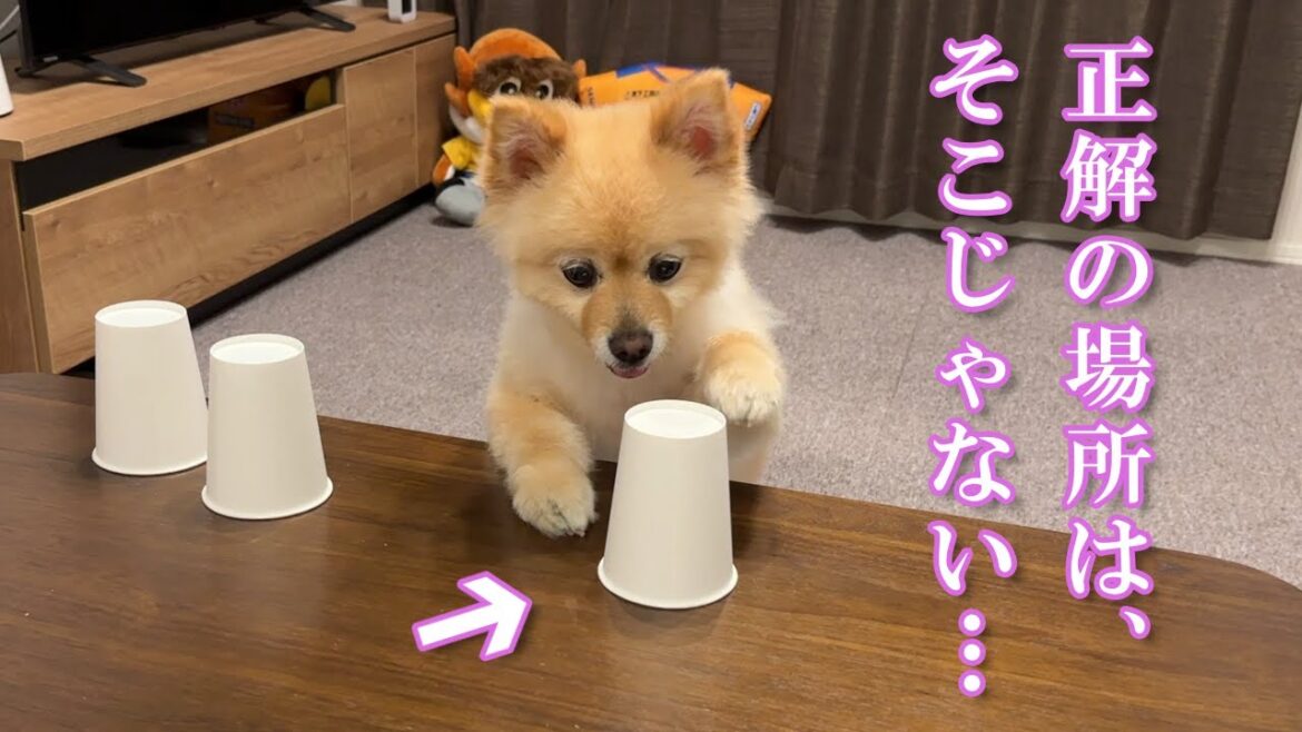 賢い愛犬と「シャッフルゲーム」をしてみたら、可愛過ぎる結果に…笑