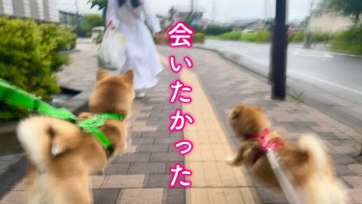ママを駅までお迎えに行ったら何年かぶりの再会みたいに喜ぶ柴犬が可愛すぎました
