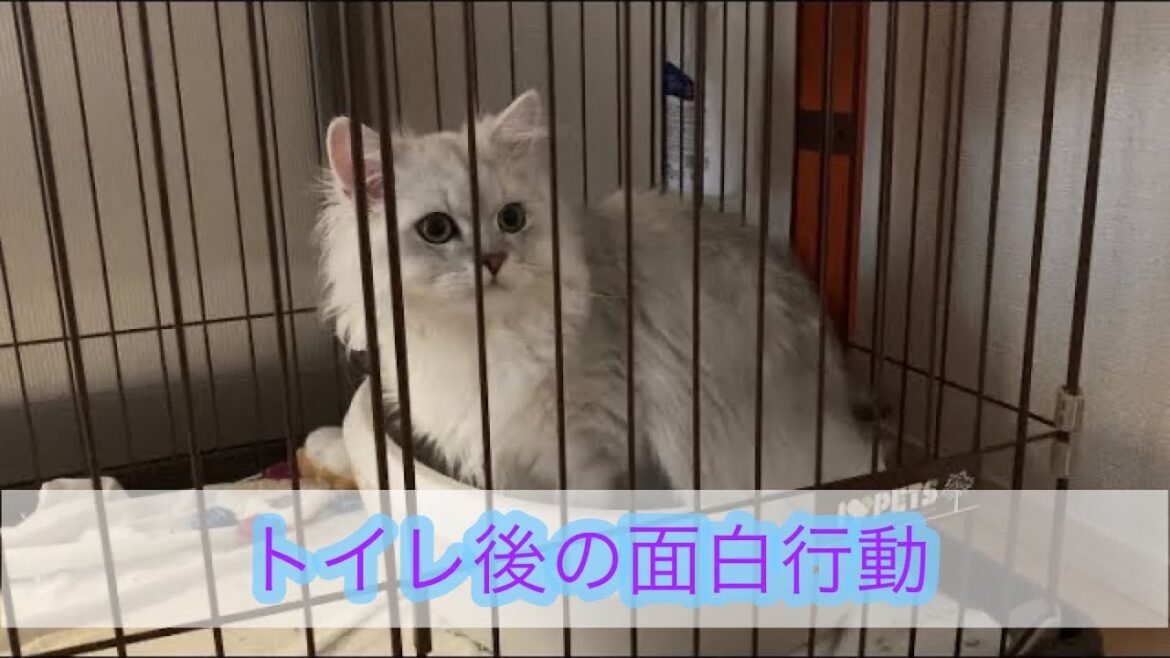 ペルシャ猫トイレの謎ルーティン