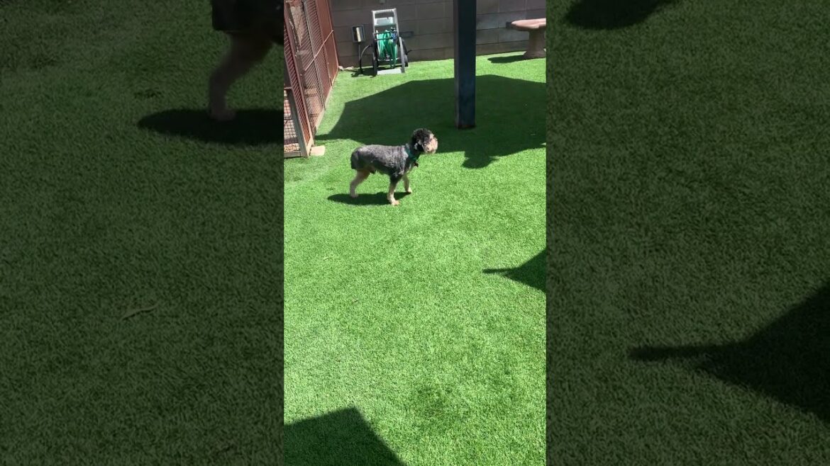 Meet Trooper Henry a Terrier, Cairn currently available for adoption! 6/21/2024 12:34:13 PM