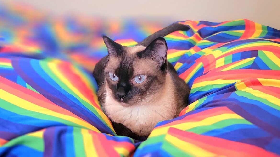 虹色の布団を気に入ってくれたシャムエに身体を拭いてあげたら🌈