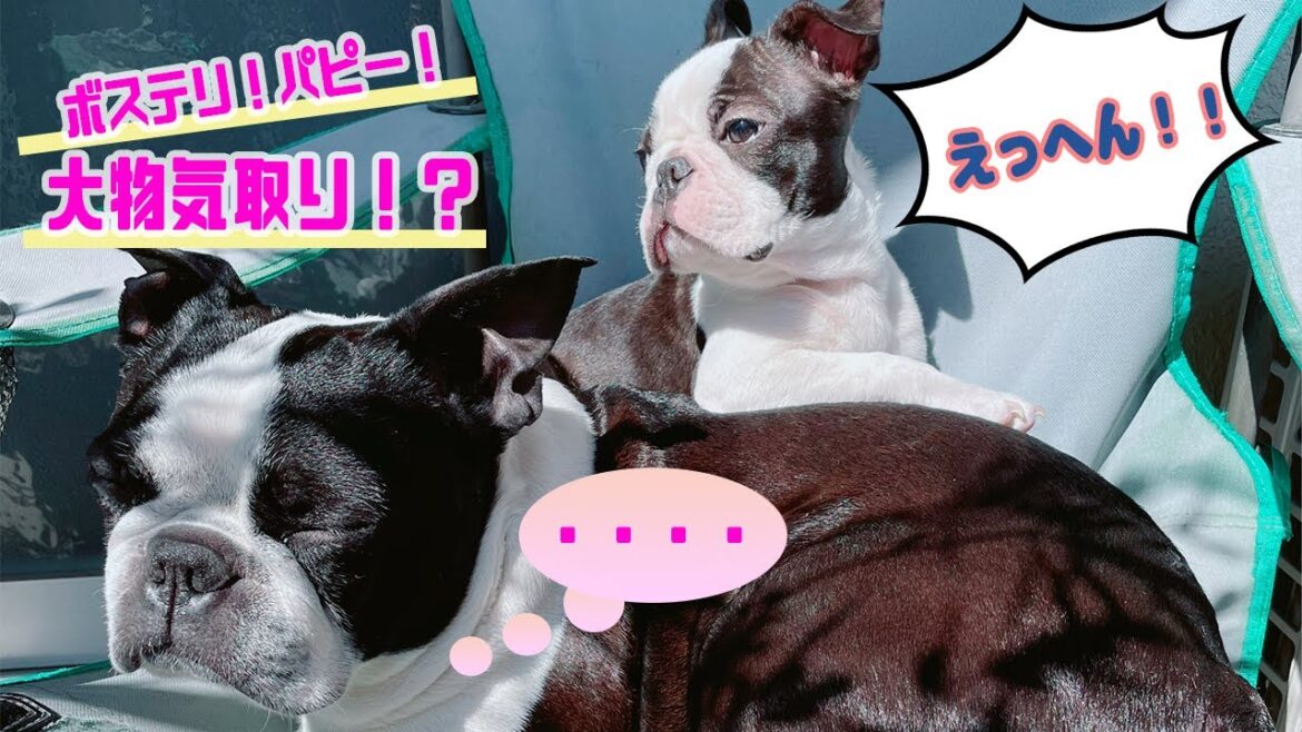 第12話「ボストンテリアの子犬“ふー太郎”が大物気取り？」