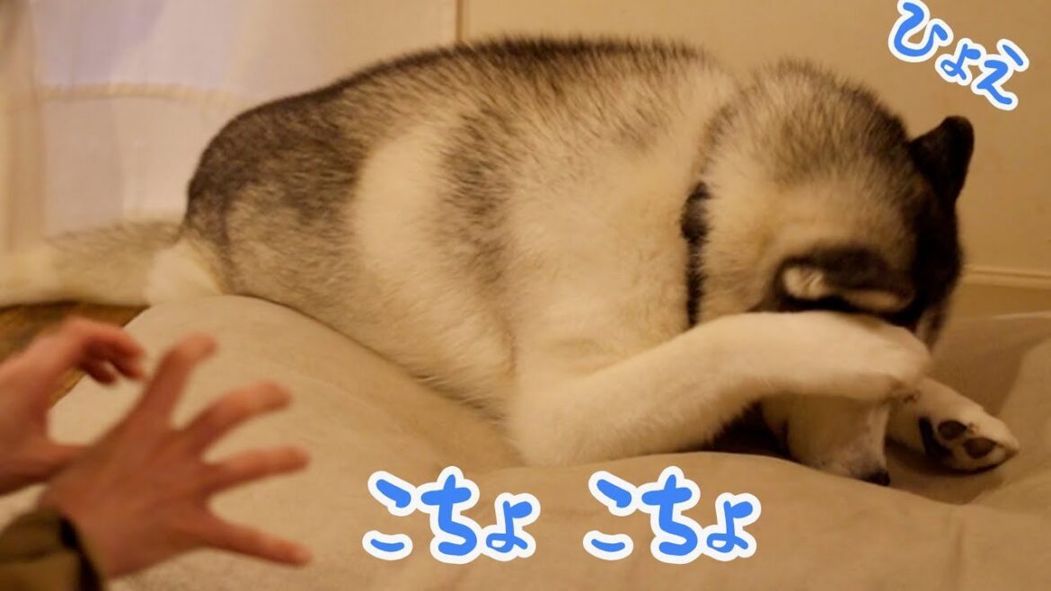 こちょこちょしたらめっちゃ言い返してきたハスキー