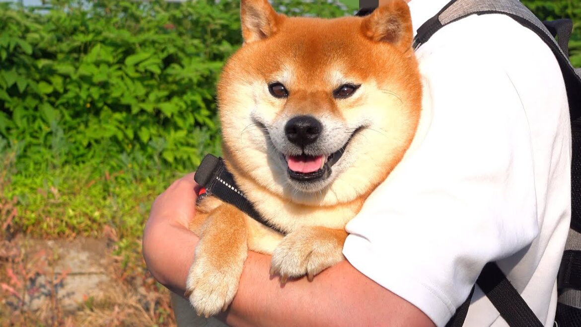 柴犬がくれた癒し、事故後の日々に見つけた小さな幸せ。