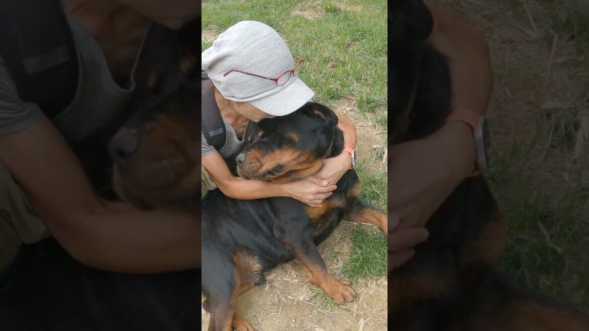軟弱星人誕生！　#rottweiler  #保護犬を飼おう #ロットワイラー