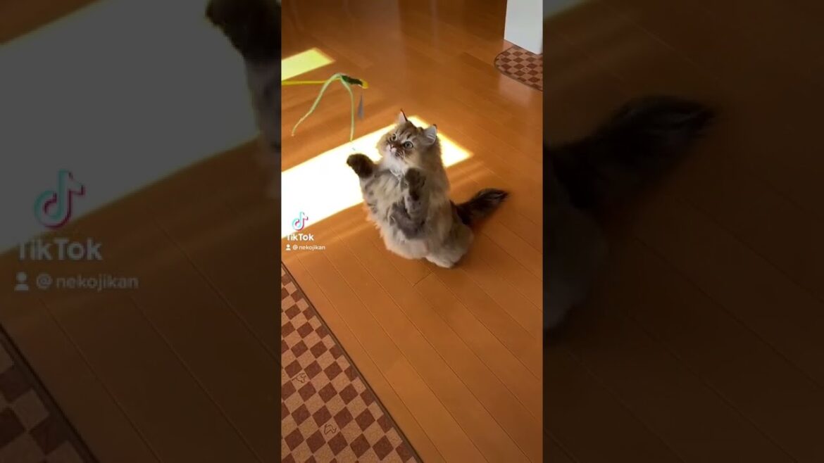 【スローモーション】Jumping cat! ペルシャ猫の華麗なジャンプ。いつもは身動きひとつせずじっとしてます。#persian #jumpingcat #slowmotion #shorts