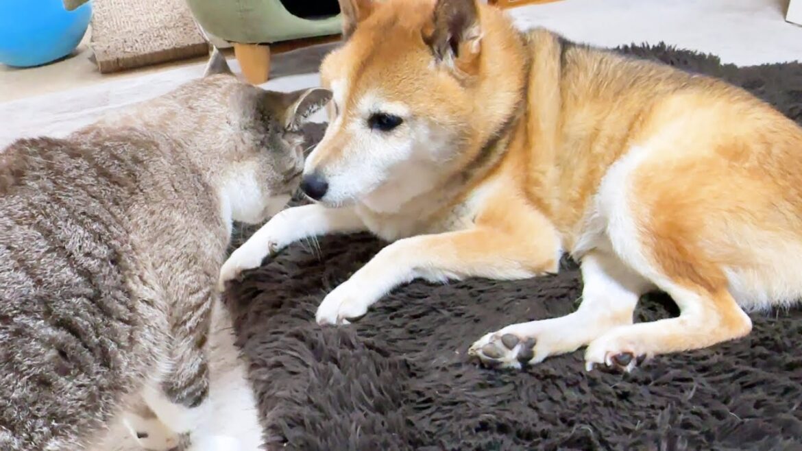 上手に猫と接することが出来ず悲しみの顔をする柴犬のきり返しの早さに癒されました笑