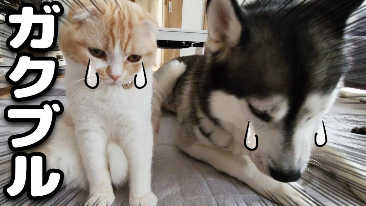 散歩中に怖い犬に睨まれ威嚇されガクブル状態です...
