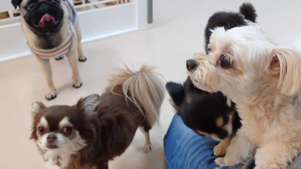 チワ族が集まる日曜日　🐶ひみつきちなう！①🐶  2024年6月23日