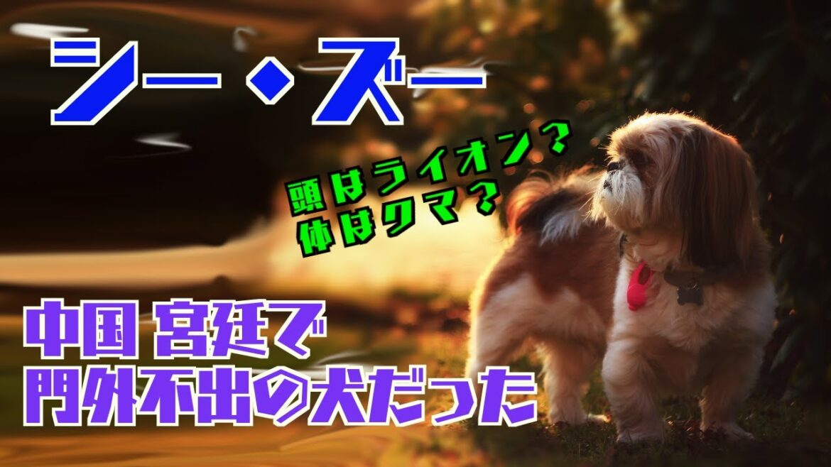 [犬 図鑑]シー・ズー