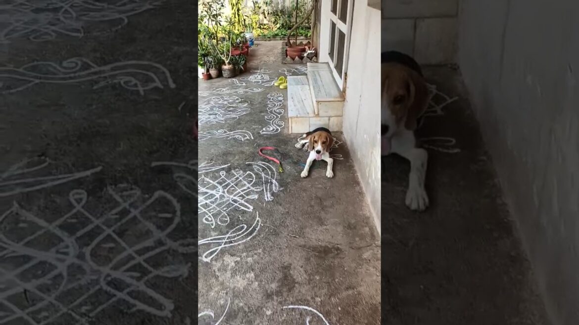 Beagle dog training tricks #beagle #training