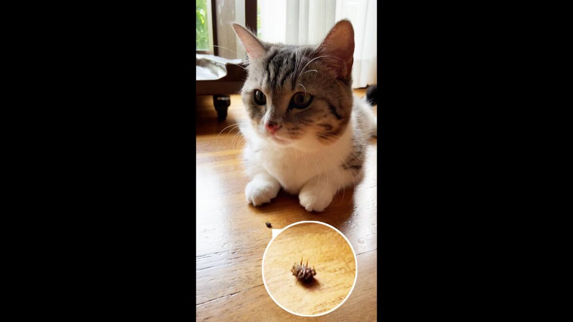 猫がクモと遊んでいます【短足マンチカン】