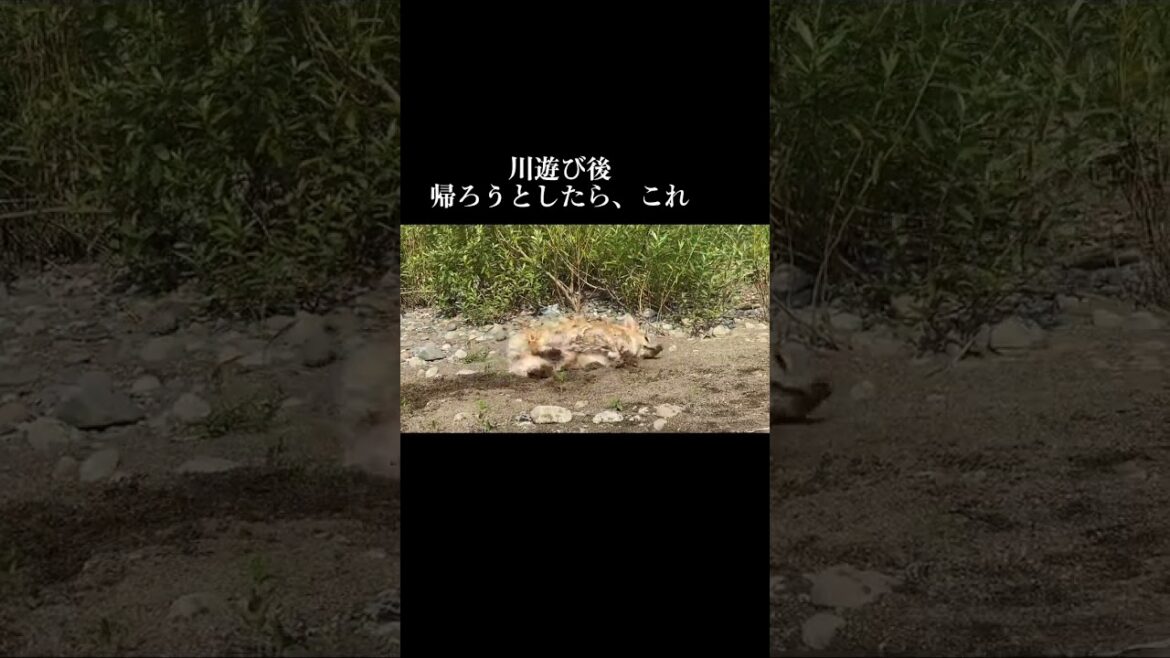 【犬】この後もっかい川入った💨#くきたん #コーギー#shorts