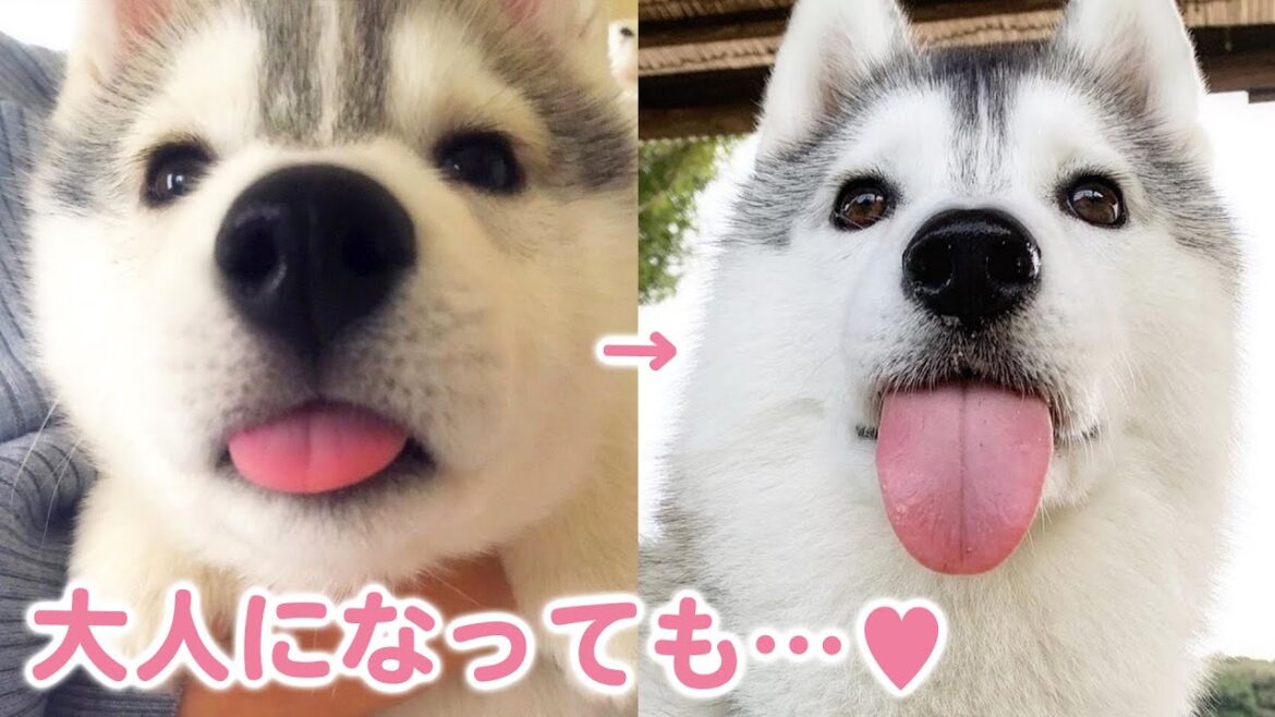 ちょろっと出た舌がチャームポイント♡ シベリアンハスキーのいろはちゃん