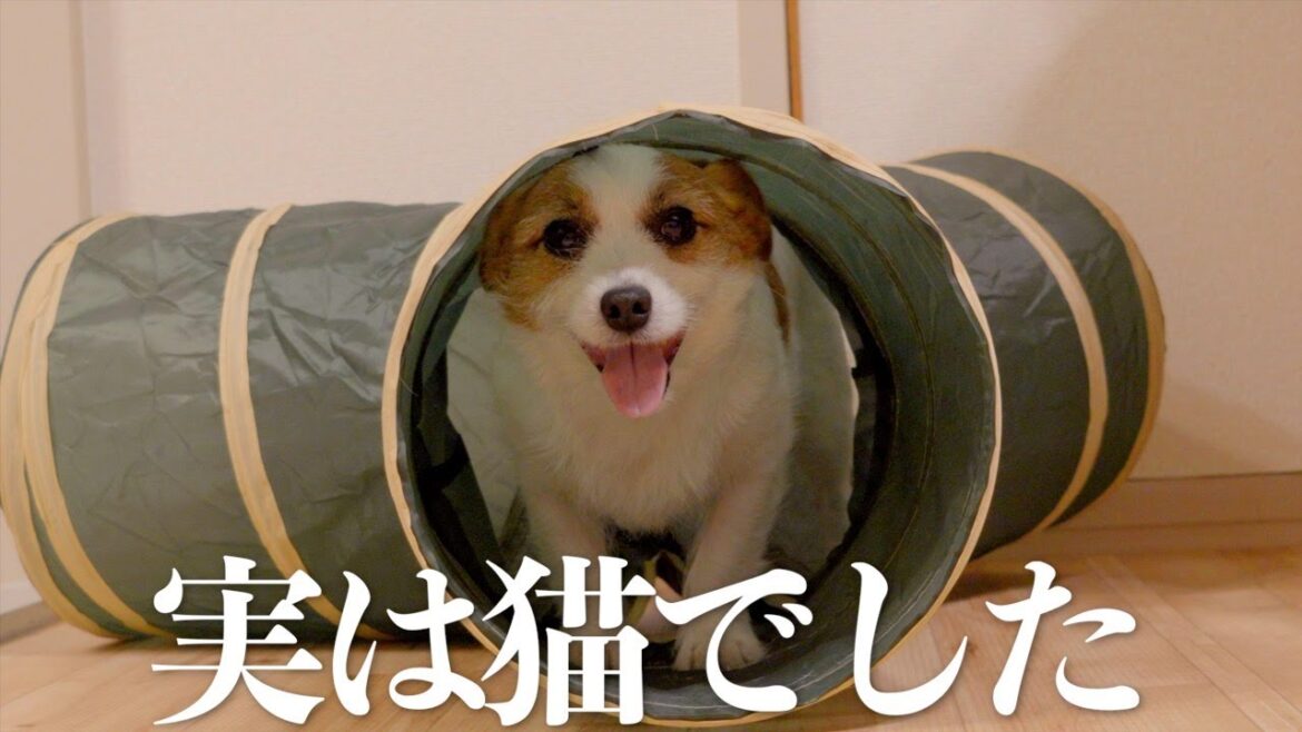 犬なのに猫用トンネルがお気に入りのジャック/ジャックラッセルテリア