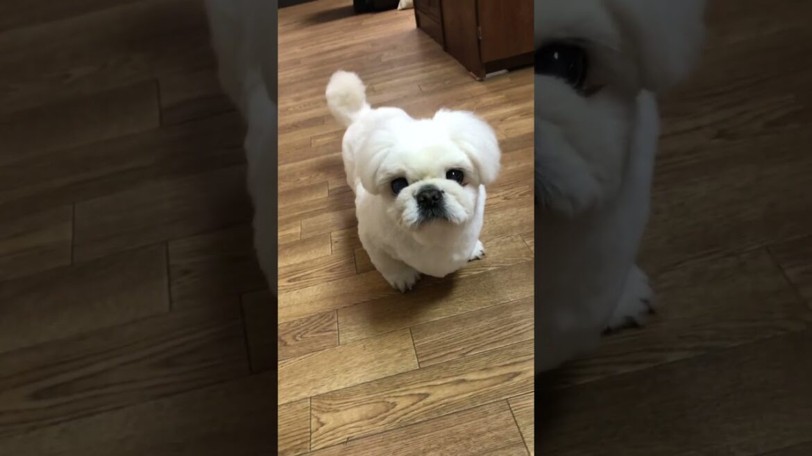 トリミングおわったもん♪ #ペキニーズ  #pekingese トリミングおわったもん♪ #ペキニーズ  #pekingese