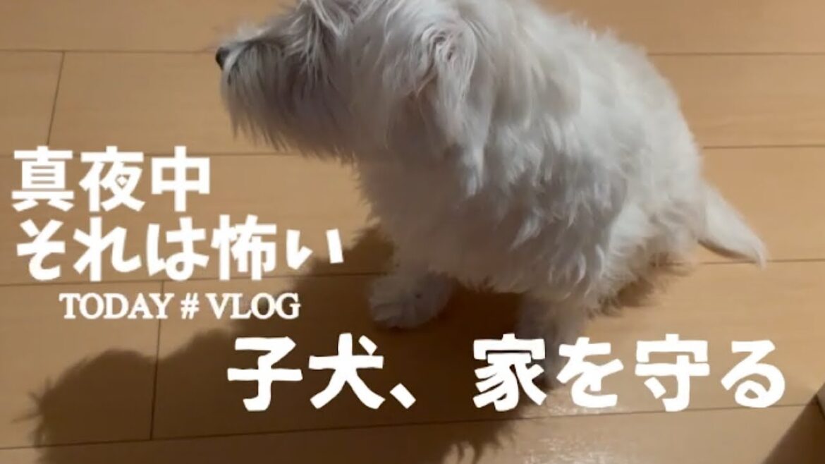 #19 真夜中にそれは怖いよ？子犬が家を守る✨ウェスティ（ウエストハイランドホワイトテリア）