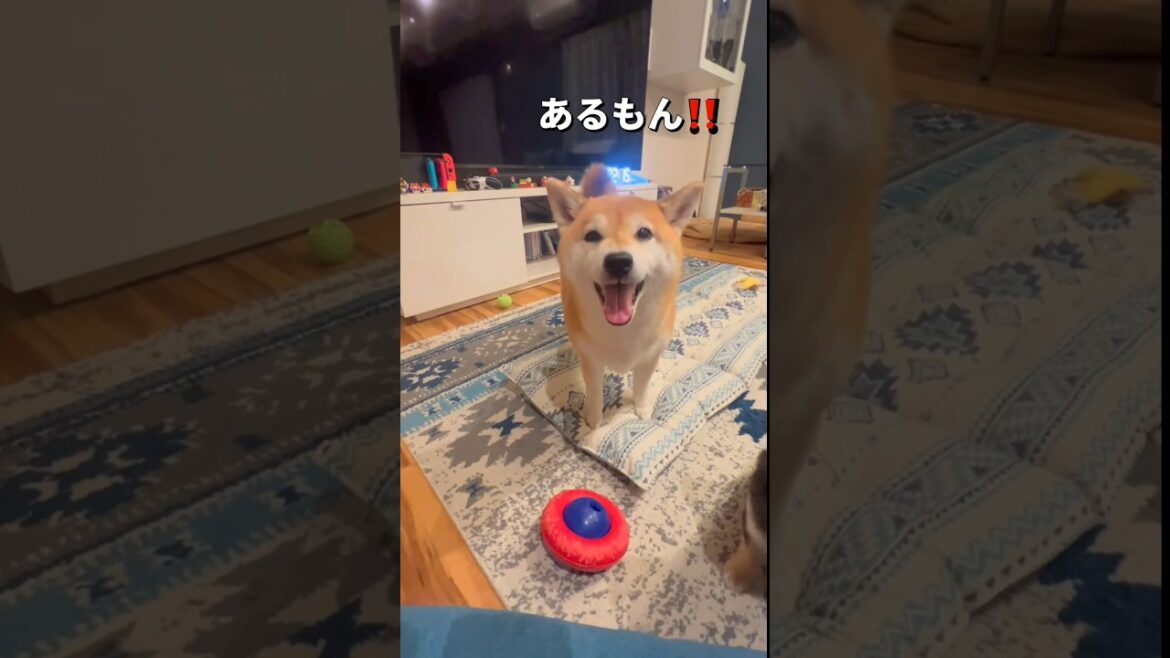 確信犯だわ😂#柴犬 #チワワ #shorts