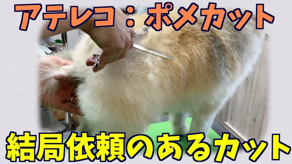 ポメラニアンさんの全身ハサミカット【アテレコ収録：トリミング】
