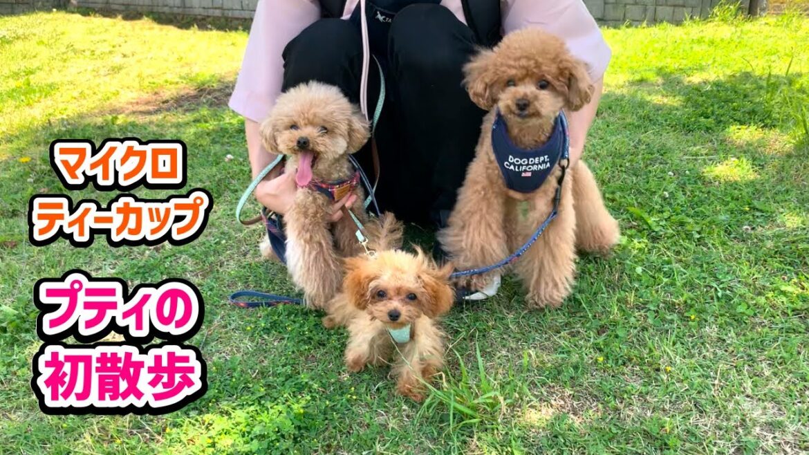 【お散歩デビュー】ちょこちょこ走りが可愛すぎる極小マイクロティーカッププードルのプティの初散歩♪