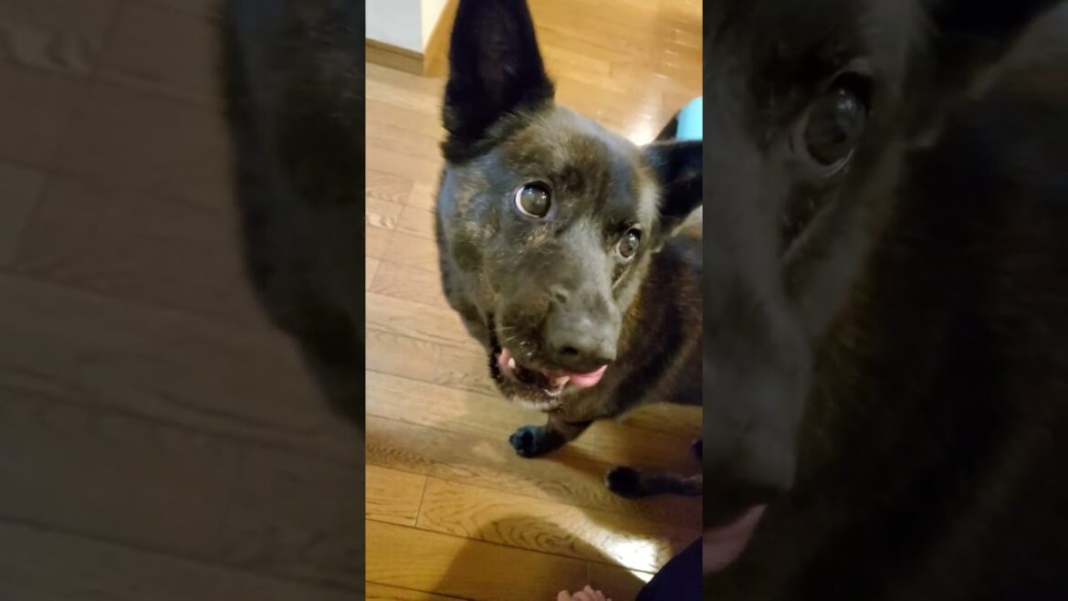 おやつが欲しい甲斐犬の目 #shorts