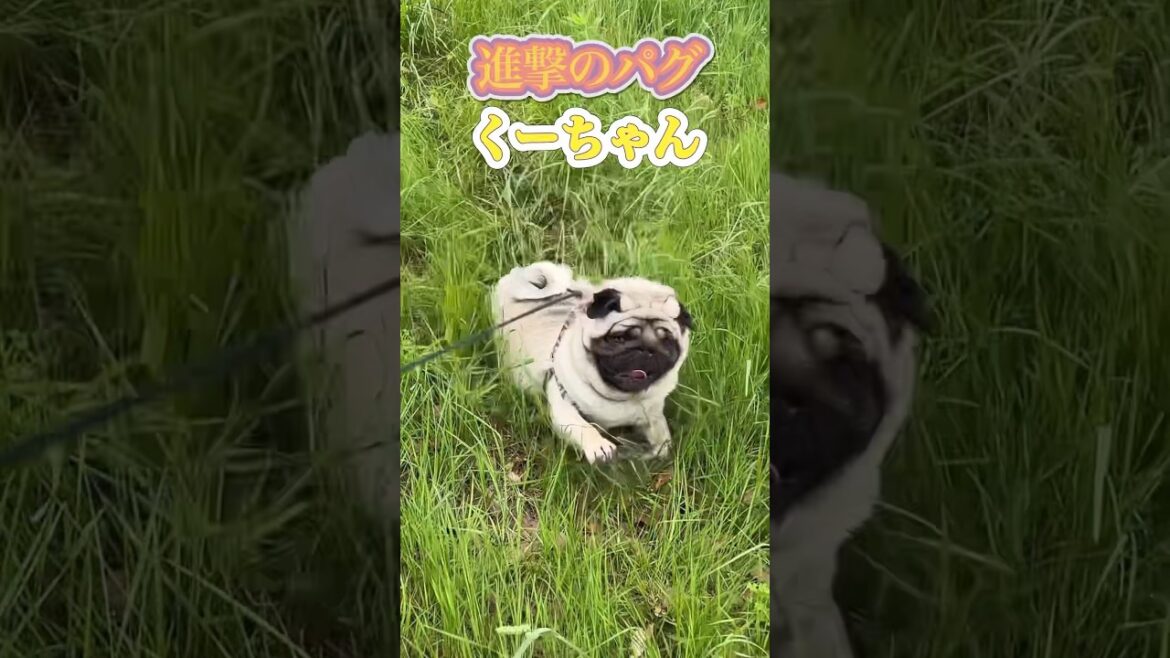 面白いパグ犬　#バズれ #犬ね居る暮らし#パグ兄弟