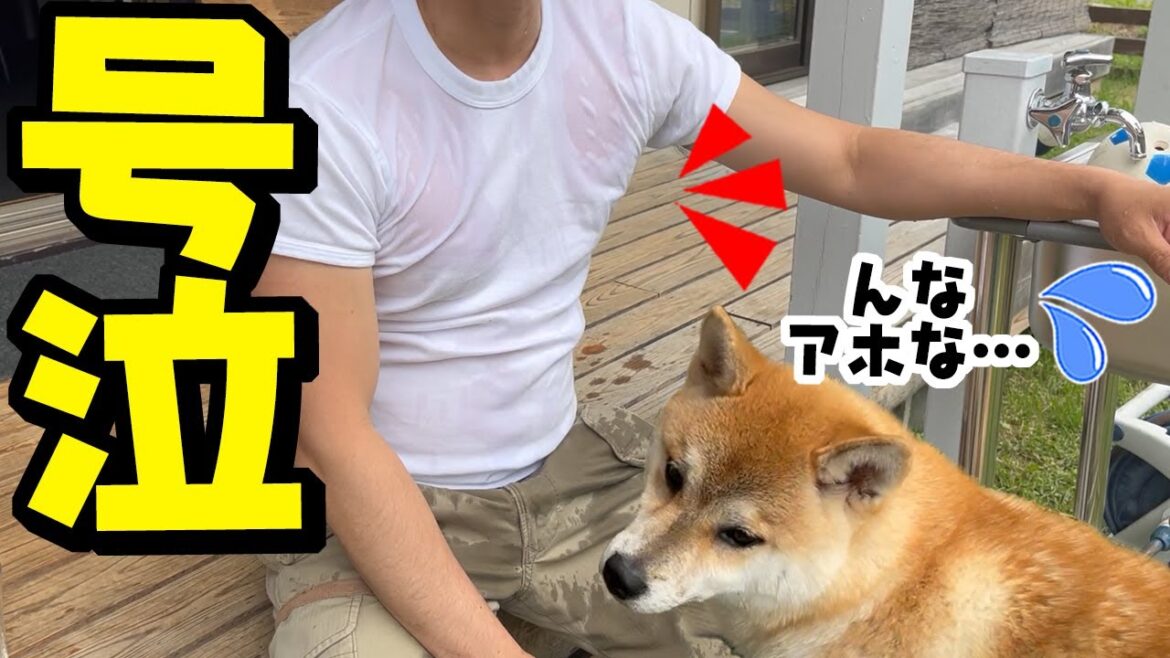 大号泣でずぶ濡れになるパパを見てドン引きする柴犬 大号泣でずぶ濡れになるパパを見てドン引きする柴犬