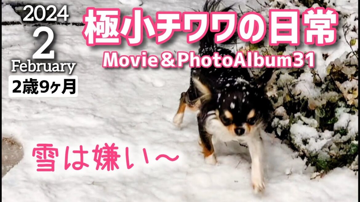 チワワ2歳9ヶ月☆2024年2月まとめ☆雪が降りました☆Movie＆PhotoAlbum31