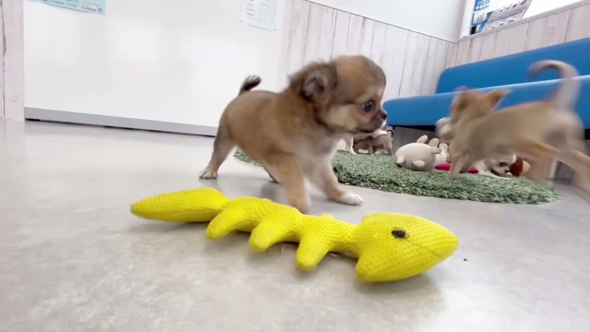 【ご家族募集中です】4/16うまれのちわわーず 【ご家族募集中です】4/16うまれのちわわーず