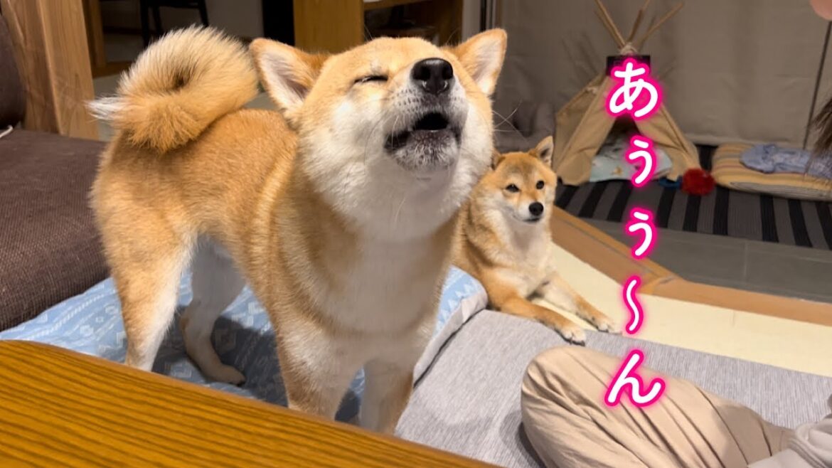 ママのモノマネをしておしゃべりするようになった柴犬が可愛い