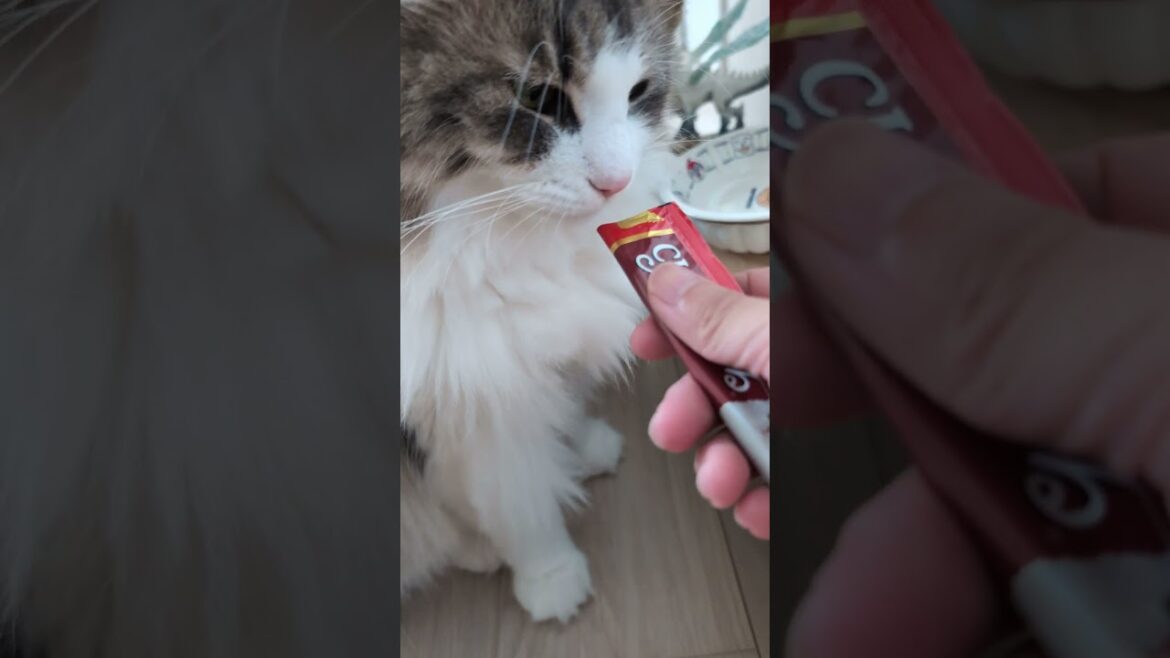 海鮮味が苦手な猫【ノルウェージャンフォレストキャット】＃Shorts