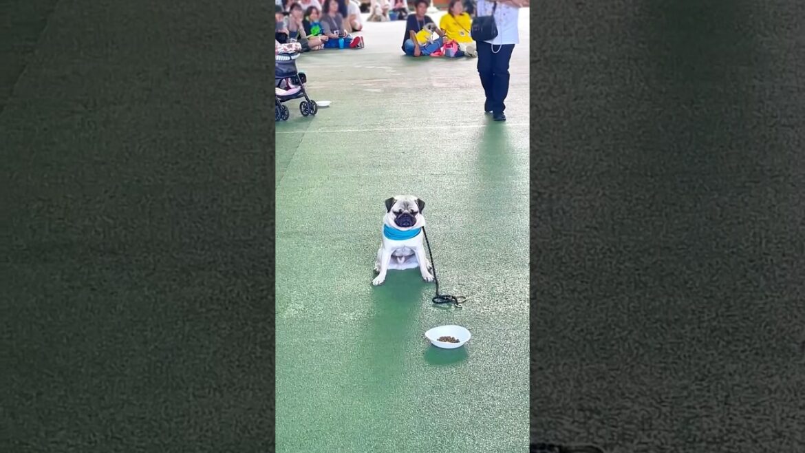 [パグ]誘惑に負けない犬🐶✨ (A dog that resists temptation) #パグフェス2024 #shorts