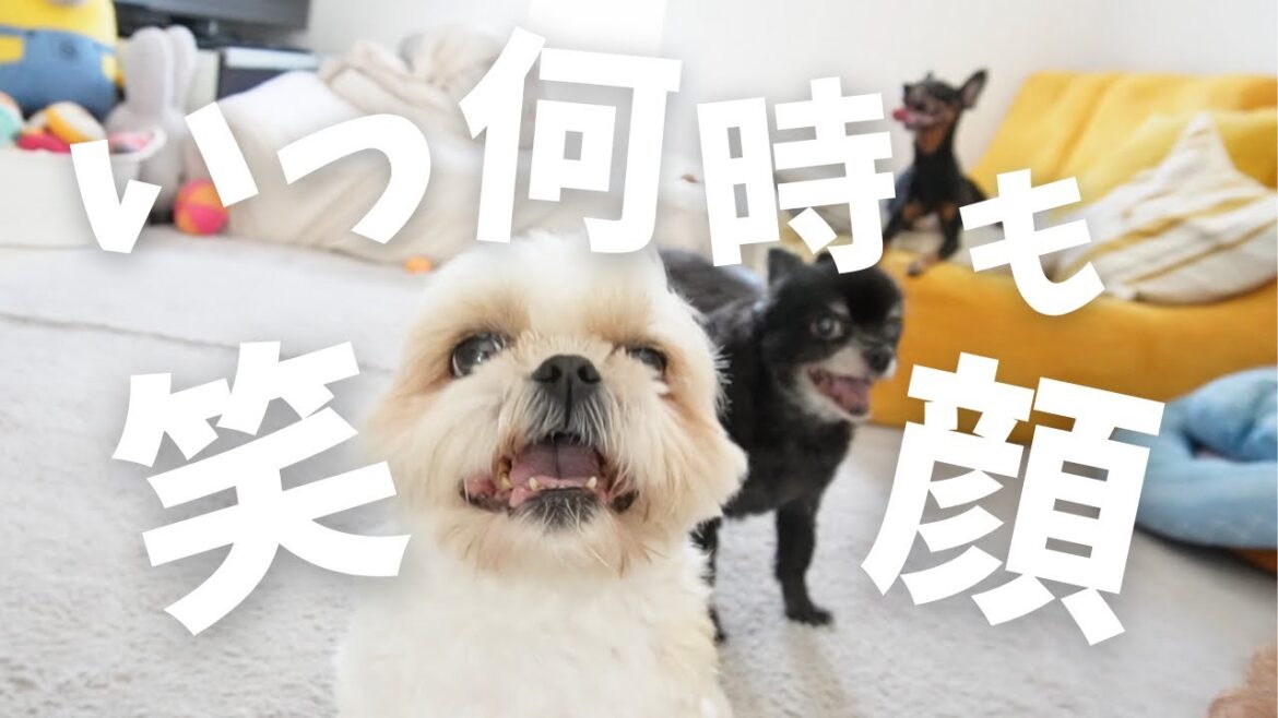 腎臓結石尿検査に行ってきた！先月尿の色が薄く心配していた尿検査の結果～多頭飼い～チワワ シーズー ミニチュアピンシャー トイプードル