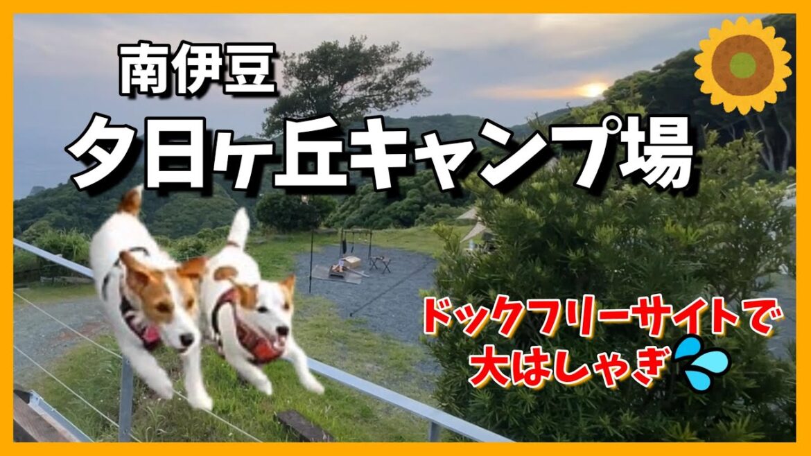 人も犬も楽しめるキャンプ！ジャックラッセルテリアのひまわり＆つばき【ひまチャンネル】