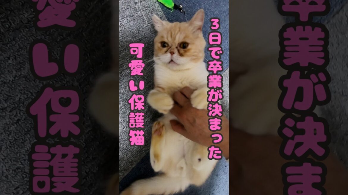 人懐っこいスコティッシュフォールドの保護猫は3日で卒業が決まる（保護猫カフェ猫の惑星にゃーくる）京橋駅