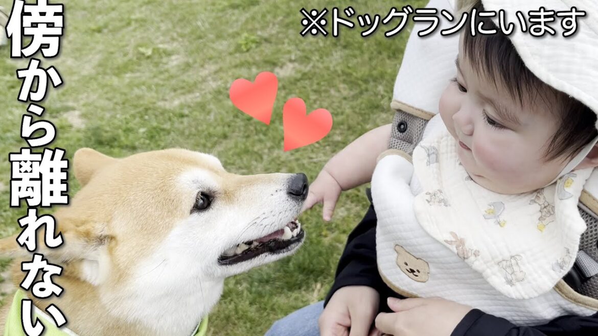 柴だらけのドッグランにいるのに赤ちゃんから離れようとしない柴犬