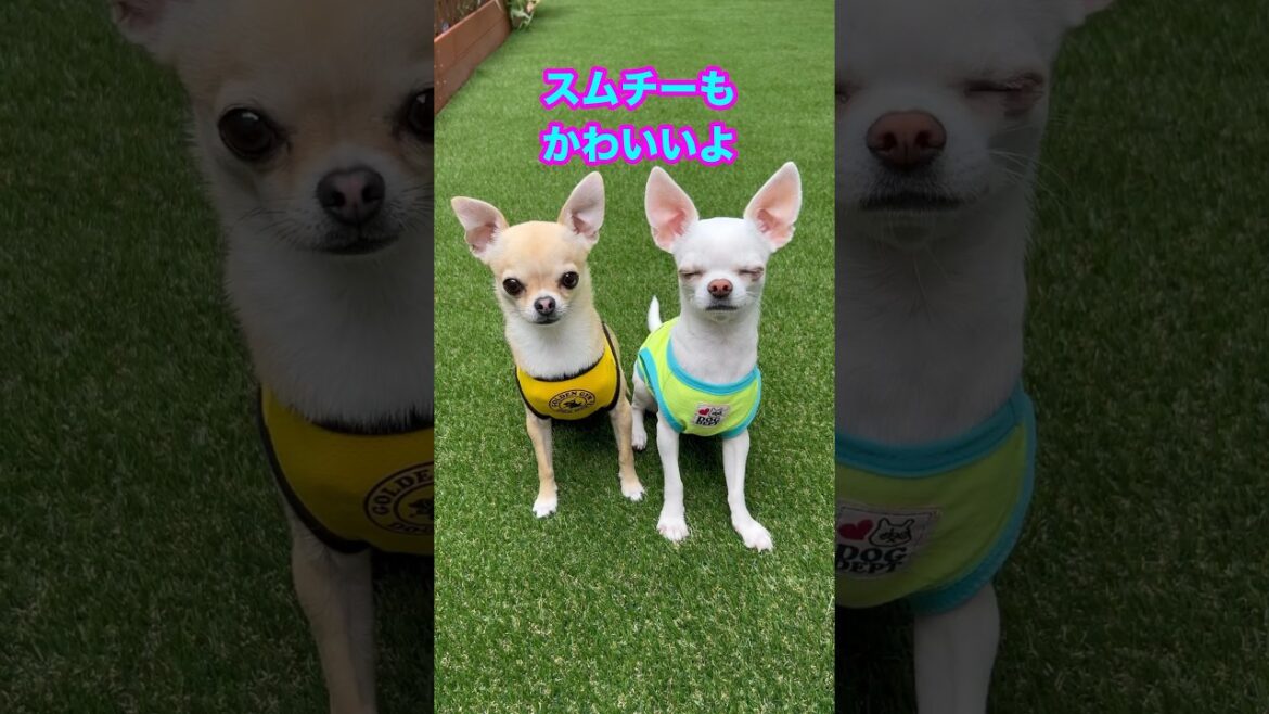 かわいいスムースコートチワワのノアとテオ【多頭飼いスムチーず】　#shorts #チワワ #いぬすたぐらむ