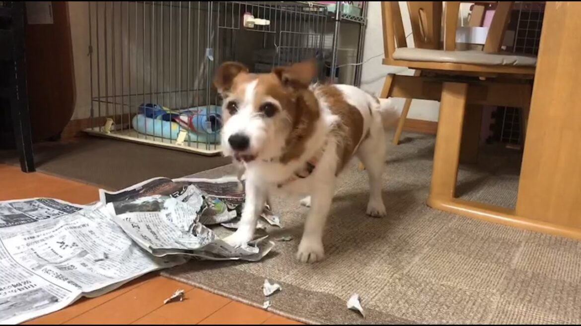 イタズラあとのふすまくん　【ジャックラッセルテリア犬のふすまくん】