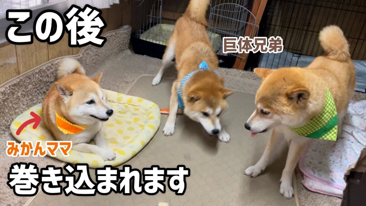 たまたま寝ていた柴犬最強ママが巨体兄弟の遊びに巻き込まれた後がおもしろい(笑)