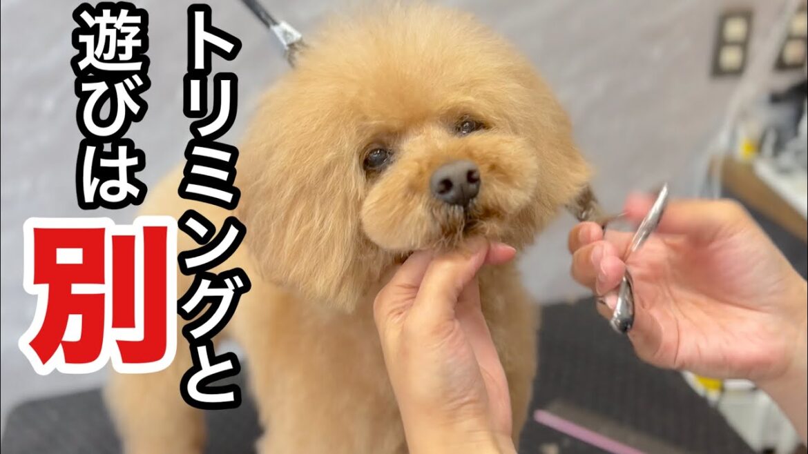 トリミングと遊びを分けて考えられるトイプードル!?(モコくん) トリミングと遊びを分けて考えられるトイプードル!?(モコくん)