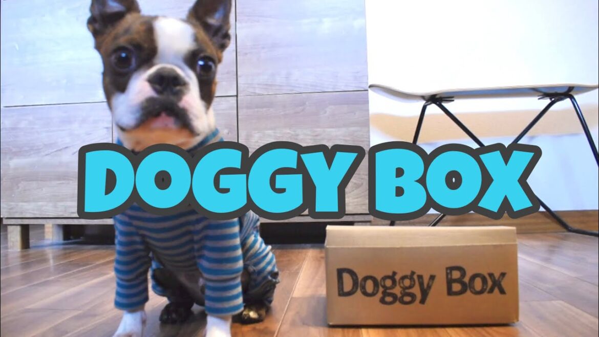 Doggy Box1月号にご満悦のボストンテリアさん Doggy Box1月号にご満悦のボストンテリアさん