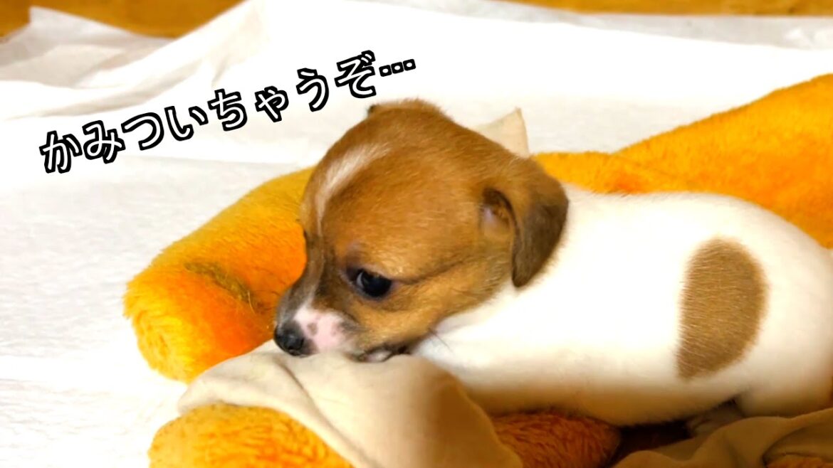 【ジャックラッセルテリア】小さなパワフル仔犬ちゃん！！元気いっぱいに育ってます！「動物癒し動画にくきゅう」