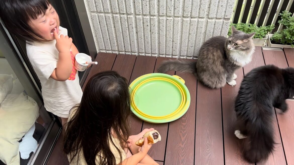 可愛く鳴きながら抱きつく猫　ノルウェージャンフォレストキャット　A cat meowing cutely and hugging you. Norwegian Forest Cat.
