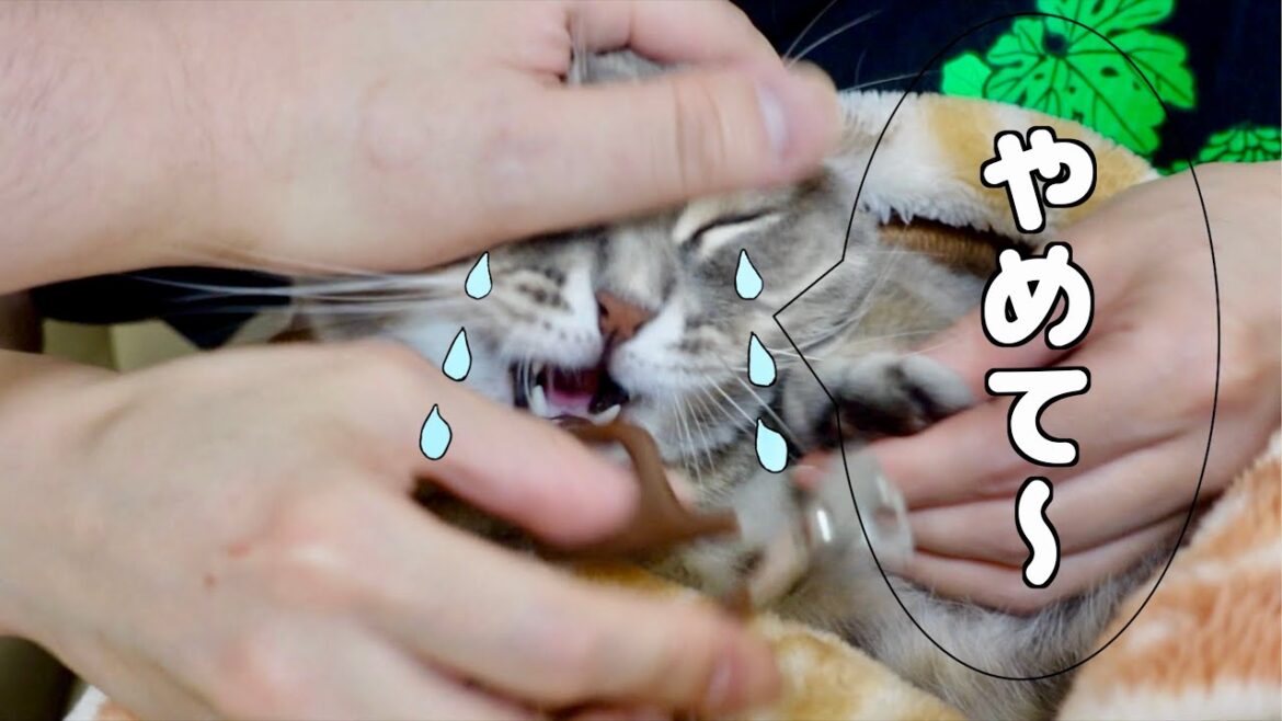 爪切りが嫌すぎて泣き叫ぶ猫がこちらです[マンチカンの銀時]
