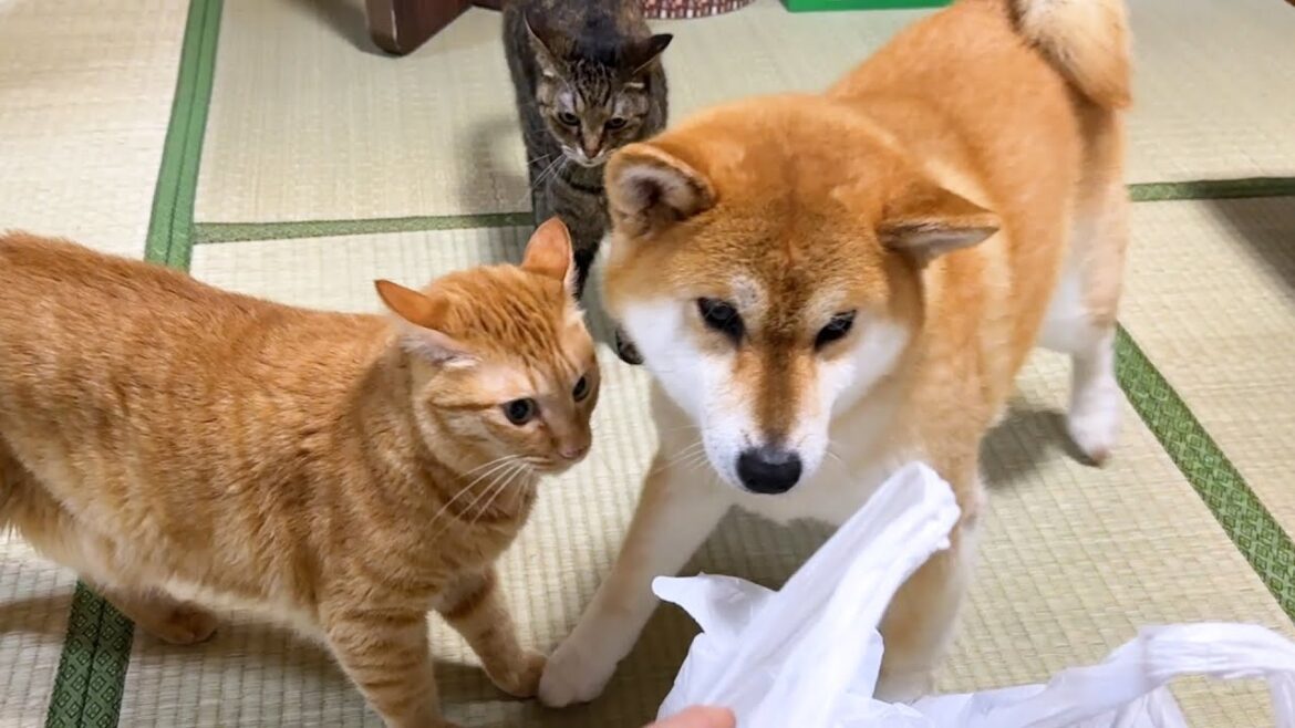 夏に向けて新しいものを大開封したら猫と柴犬が次々に集まってきてこうなりました! 夏に向けて新しいものを大開封したら猫と柴犬が次々に集まってきてこうなりました!