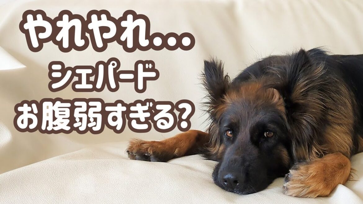 【ジャーマンシェパード】たった一日のお試しご飯で、三日三晩続く下痢、下痢、下痢。。。😓