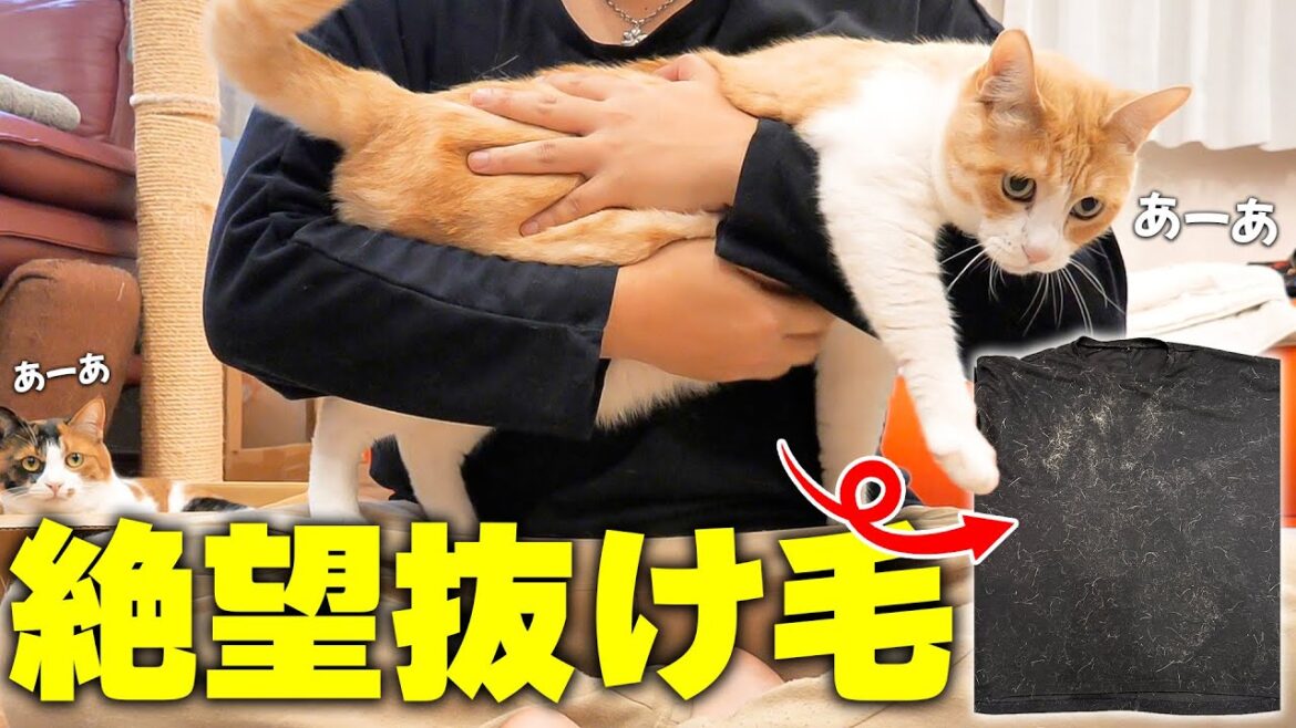 猫を飼うときに絶対に”黒い服”を着てはいけない理由。【猫を抱きしめたい全人類必見】 猫を飼うときに絶対に”黒い服”を着てはいけない理由。【猫を抱きしめたい全人類必見】