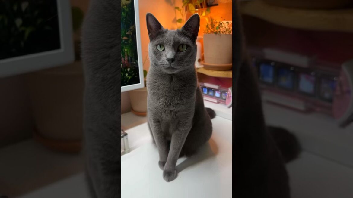 동체시력을 버리고 두뇌를 사용한 고양이