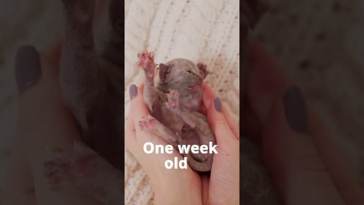 How looks One Week Old Kitten Devon Rex #shorts