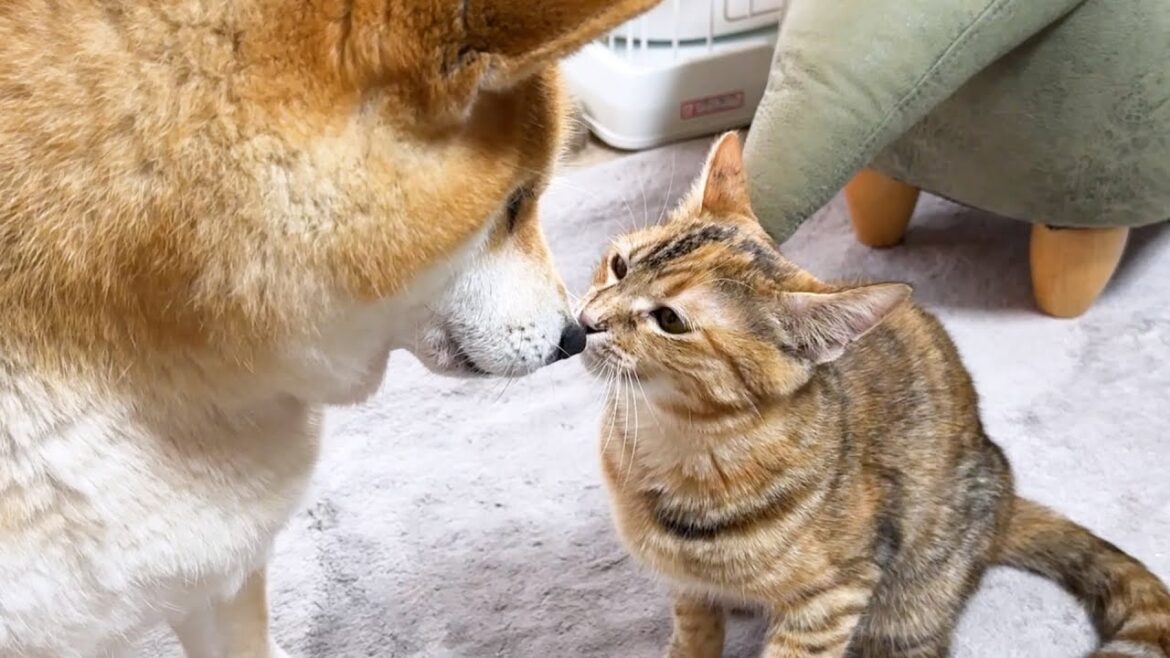 柴犬には身も心も全開放なちょっぴり怖がり屋さんな子ども猫